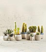 זר קטן מיניאטורי טרנד חדש ולא זול בכלל - The Collection by Aviel Waizman