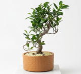 בונסאי פיקוס עציץ בכלי קרמיקה יבוא הולנד - The Collection by Aviel Waizman
