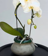 אגרטל קרמיקה עם פיה ירוקה