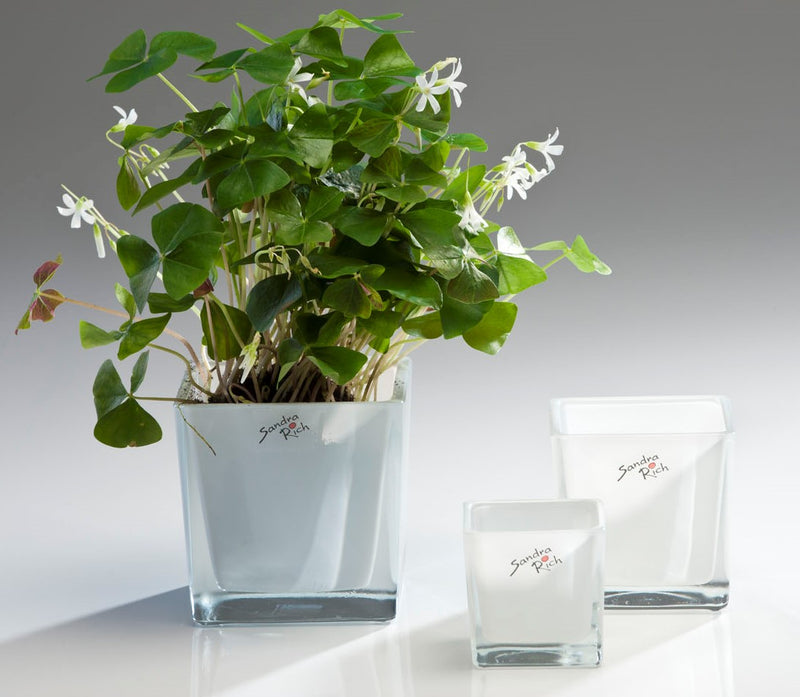קוביית  זכוכית לבנה מרובעי זכוכית לבנים לסידור פרחים בגדלים  שונים - Decor 2 Home