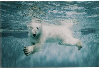 תמונה דוב הקוטב הצפוני - The Collection by Aviel Waizman