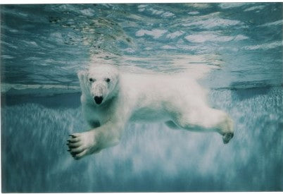 תמונה דוב הקוטב הצפוני